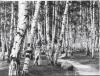 Grunewald